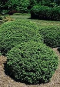 Soft Touch Holly | Extra Large 3 Gallon Plants | Ilex crenata 'Soft Touch' | Lush Evergreen Foliage | Ideal for Landscape and Gardens
