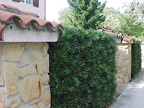 Podocarpus Macrophyllus Japanese Yew | 20 Live Plants | Low Maintenance Evergreen Hedge