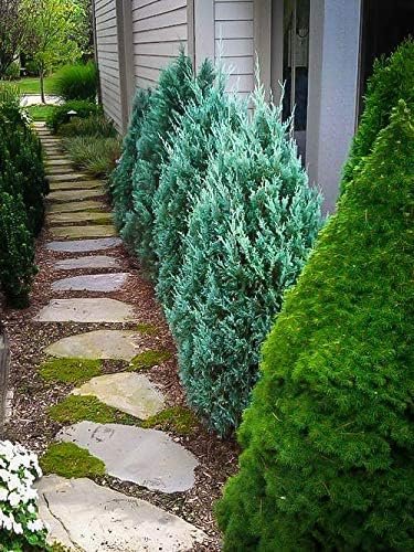 Blue Point Juniper Tree | Live 4 Inch Pots | Juniperus Chinensis | Hardy Evergreen Shrub | Perfect for Landscaping | Low Maintenance Plants