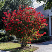 Crape Myrtle Red Rocket | Extra Large 3 Gallon Plants | Vivid Scarlet Blooms, Live Plant, Striking Ornamental Shrub for Vibrant Garden Displays