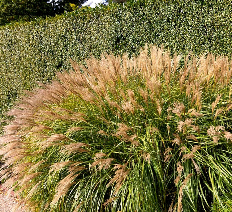 Adagio Maiden Grass | Live Quart Sized Plants | Miscanthus Sinensis | Fast Growing Cold Hardy Ornamental Plants