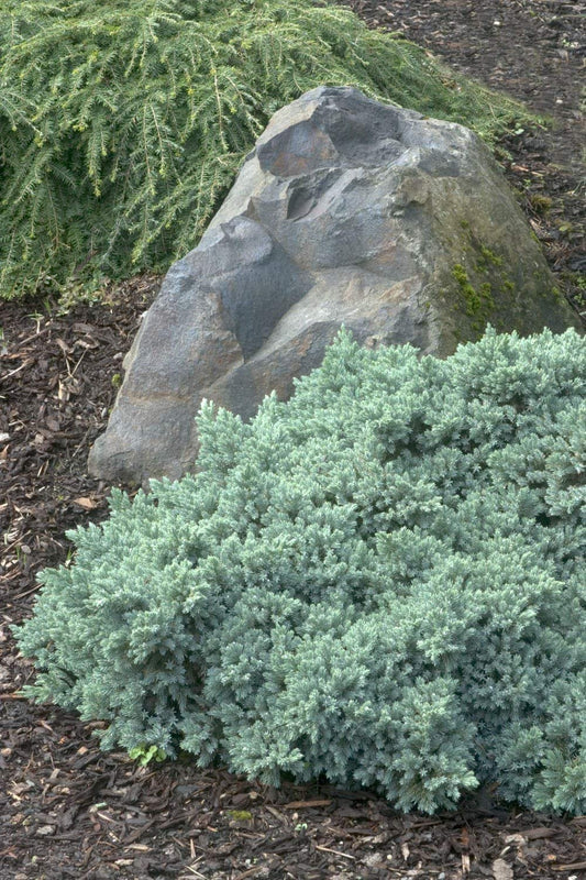 Blue Star Juniper - Live Plants - Juniperus Squamata - Low Maintenance Evergreen Groundcover