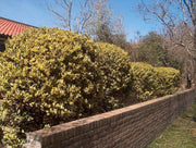 Ligustrum Japonicum Howardi | Live Quart Size Plant | Privet Howardii | Variegated Evergreen Privacy Hedge