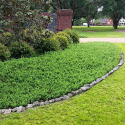 Juniper Blue Pacific | Live 4 Inch Pot | Juniperus conferta 'Blue Pacific' | Evergreen Ground Cover Plants | Drought|Tolerant Landscaping Shrub