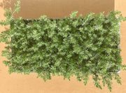 Juniper Blue Pacific | Live Plants | 2" Pot Size | Evergreen Ground Cover 'Shore Juniper'
