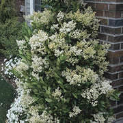 Ligustrum Waxleaf Privet | Live Quart Size Plants | Blooming Evergreen Privacy Hedge