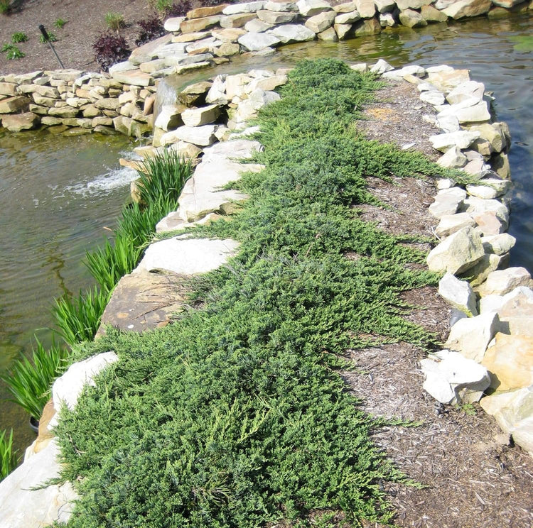 Blue Rug Juniper | Extra Large 3 Gallon Plants | Live Ground Cover Evergreen Shrubs for Landscaping, Garden, Slope Control - Drought Tolerant, Low Maintenance