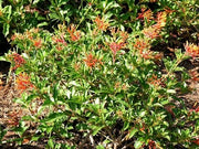 Firebush Dwarf | Extra Large 3 Gallon Plants | Hamelia Patens | Hardy Outdoor Shrub | Garden Landscape Addition