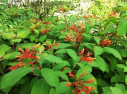 Firebush Dwarf | Extra Large 3 Gallon Plants | Hamelia Patens | Hardy Outdoor Shrub | Garden Landscape Addition