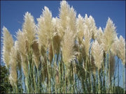 Pampas Grass Qty 30 Live Plants Cortaderia Selloana