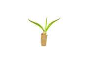 Agave Tequilana | Live Large Size Plant | Blue Weber Tequila Succulent | Drought Tolerant Hardy Ornamental Specimen