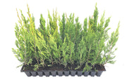 Spartan Juniper | Live Trees | Juniperus Chinensis