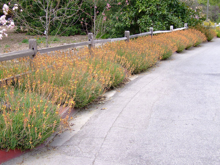 Bulbine Hallmark Orange | Live Gallon Size Plants | Vibrant Orange Blossom Succulent, Live Plant, Easy|Care Perennial for Sunny Gardens, Drought|Tolerant Ground Cover