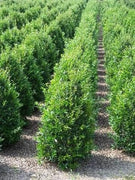 Needlepoint Chinese Holly I Large Gallon Size Plants I Live Evergreen Shrub with Unique Needle|Like Leaves for Hedging, Privacy, and Landscaping