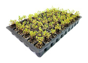 Wax Myrtle Don's Dwarf I Live Plants I Myrica Cerifera | Compact Evergreen Shrub with Aromatic Foliage, Ideal for Small Spaces, Hedges, & Landscape Accents