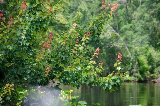 Red Maple Tree | Live Trees | Acer rubrum | Native American Beauty Fast|Growing Shade Tree | Fall Foliage Wildlife|Friendly Habitat