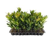 Japanese Blueberry | Live Trees | Elaeocarpus Decipiens | Evergreen Privacy Screening Plant