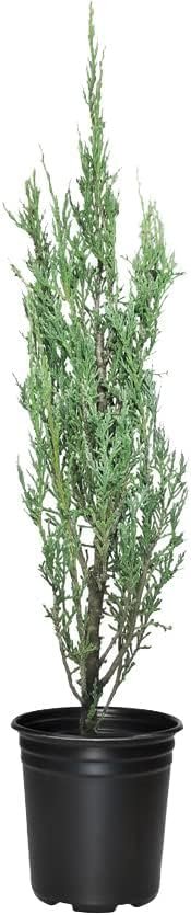 Blue Arrow Juniper | Live 4 Inch Pots | Juniperus Scopulorum | Drought|Tolerant Evergreen | Ideal for Landscaping & Ornamental Use | Low|Maintenance Outdoor Plant