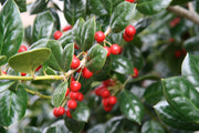 Ilex Nellie R. Stevens Holly | Live Quart Size Tree | Evergreen Privacy Shrub | Red Berries