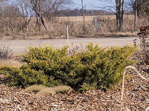 Old Gold Juniper | Live 4 inch Pots | Juniperus Chinensis | Evergreen Cold Hardy Drought Tolerant Groundcover Plants