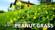 Ornamental Peanut Grass | 40 Live Plants | Arachis glabrata | Drought|Tolerant Ground Cover | Low|Maintenance Lawn Alternative