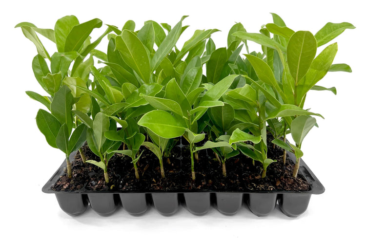 Southern Magnolia Grandiflora | Live Trees | Beautiful Evergreen Specimen Plant Fragrant Blooms