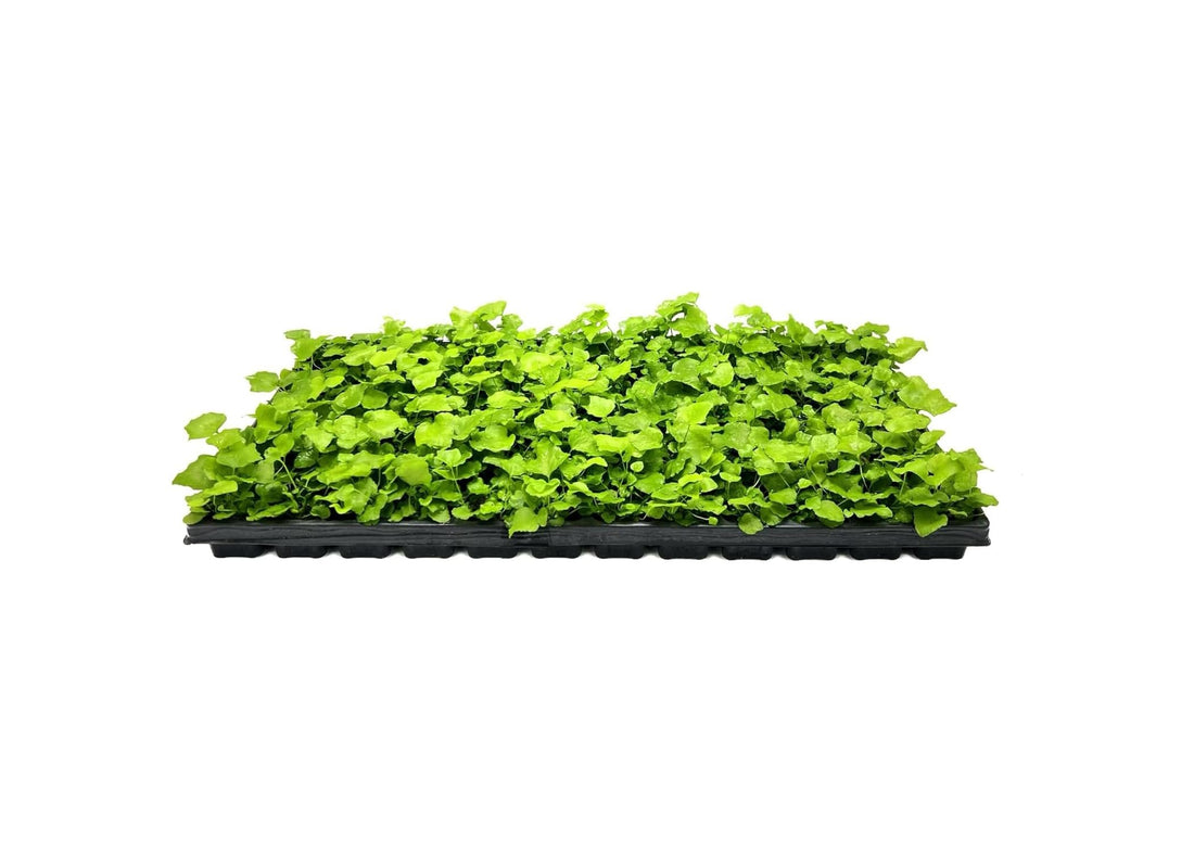Japanese Holly Fern | Live Plants | Cyrtomium Falcatum Rochfordianum