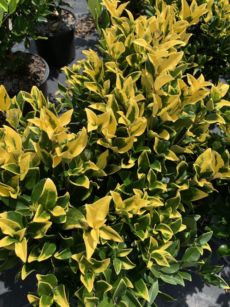 Ligustrum Howardi | Large 3 Gallon Size Plant | Ligustrum Lucidum 'Howardii' | Lush Evergreen Shrub | Perfect for Landscaping & Privacy Screens