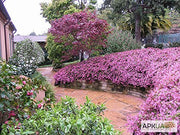 Loropetalum Chinese Fringe Flower Plum Delight | 40 Live Flowering Plants