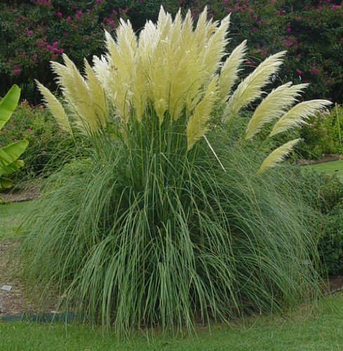 Pampas Grass | 40 Live Plants | Cortaderia Selloana | Beautiful Blooming Screening Ornamental Foliage