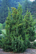 Keteleeri Juniper | Live Trees | Juniperus Chinensis