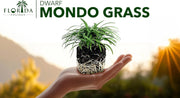 Dwarf Mondo Grass | Large 4 Inch Pots | Ophiopogon Japonicus Nanus | Live Evergreen Shade Loving Groundcover