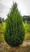 Spartan Juniper | Live Trees | Juniperus Chinensis