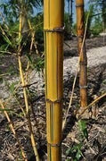Golden Hawaiian Bamboo | Live Plant | Bambusa Vulgaris Vittata | Beautiful Rare Unique Specimen | Non|Invasive Clumping Bamboo Privacy Screen