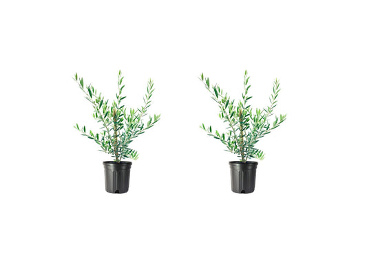 Arbequina Olive Tree | 2 Live #1 Size Pots | Grow Your Own Olives Indoors