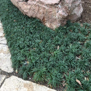 Dwarf Mondo Grass Plants | Live Bare Root Pips | Ophiopogon Japonicus Nanus | Perfect for Ground Cover & Borders | Hardy & Low Maintenance