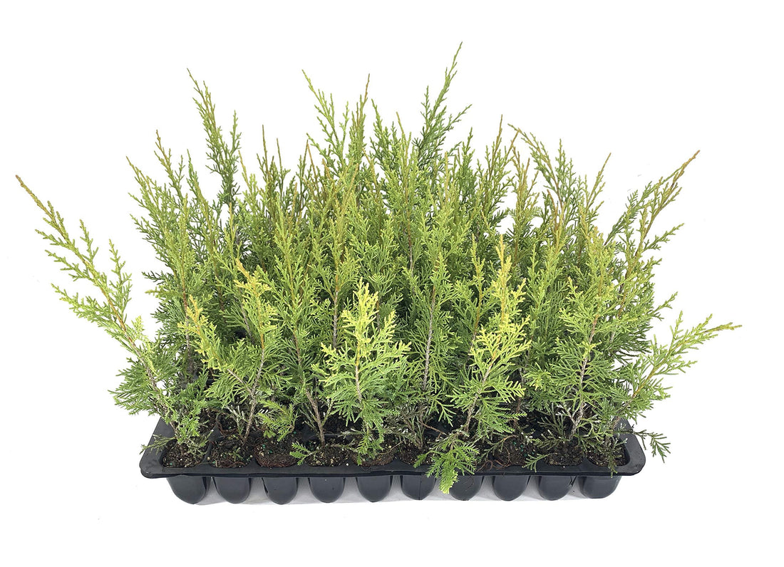 Keteleeri Juniper | Live Trees | Juniperus Chinensis