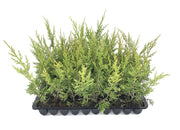 Keteleeri Juniper | Live Trees | Juniperus Chinensis