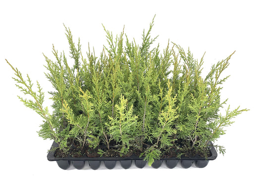 Keteleeri Juniper | Live Trees | Juniperus Chinensis