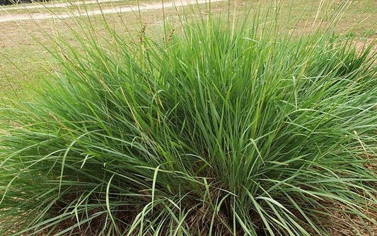 Dwarf Fakahatchee Grass I Large Gallon Size Plants I Tripsacum Floridanum I Live Premium Quality, Low|Maintenance Ornamental Grass for Landscaping, Gardens, and Containers | Fast|Growing