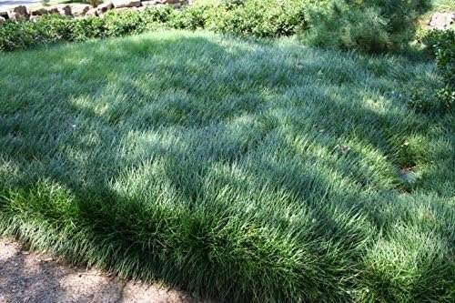 Mondo Grass | Live Plants | Ophiopogon Japonicus | Shade Loving Evergreen Groundcover Plants