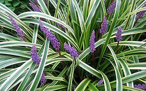 Variegated Liriope Muscari Silvery Sunproof | Large Quart Size Plants | Live Blooming Evergreen Groundcover