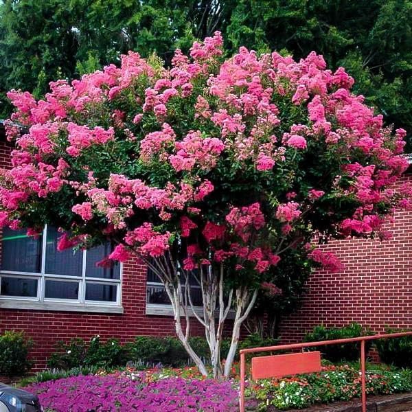 Crape Myrtle Pink Velour | Live Plants | Lush Magenta|Pink Blooms, Live Plant, Elegant Ornamental Shrub for Distinctive Garden Accents