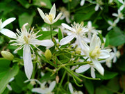 Night Blooming Jasmine | Extra Large 3 Gallon Plants | Cestrum nocturnum | Heavenly Scented Shrub | Ideal for Evening Gardens