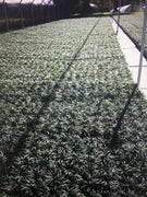 Dwarf Mondo Grass | 10 Live Plants | Shade Loving Evergreen Ground Cover Ophiopogon Japonicus Nanus