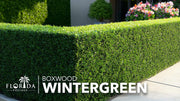 Winter Green Korean Boxwood | Live Plants | Buxus Microphylla | Fast Growing Cold Hardy Formal Evergreen Shrub