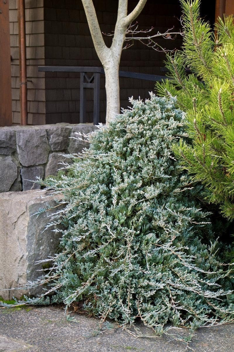 Blue Rug Juniper | Extra Large 3 Gallon Plants | Live Ground Cover Evergreen Shrubs for Landscaping, Garden, Slope Control - Drought Tolerant, Low Maintenance