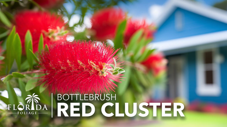 Bottlebrush Red Cluster Tree I Live Plants I Callistemon Citrinus Red Cluster I Vibrant Red Blooms, Fast|Growing, Drought|Tolerant Outdoor Plant, Ideal for Gardens