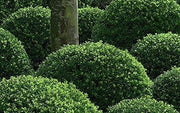 Ilex Compacta Crenata Japanese Holly | Live Plants | Low Maintenance Evergreen Foundation Shrub