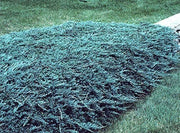 Blue Rug Juniper | Live 4 Inch Plants | Juniperus Horizontalis 'Wiltonii' | Drought Tolerant Cold Hardy Evergreen
